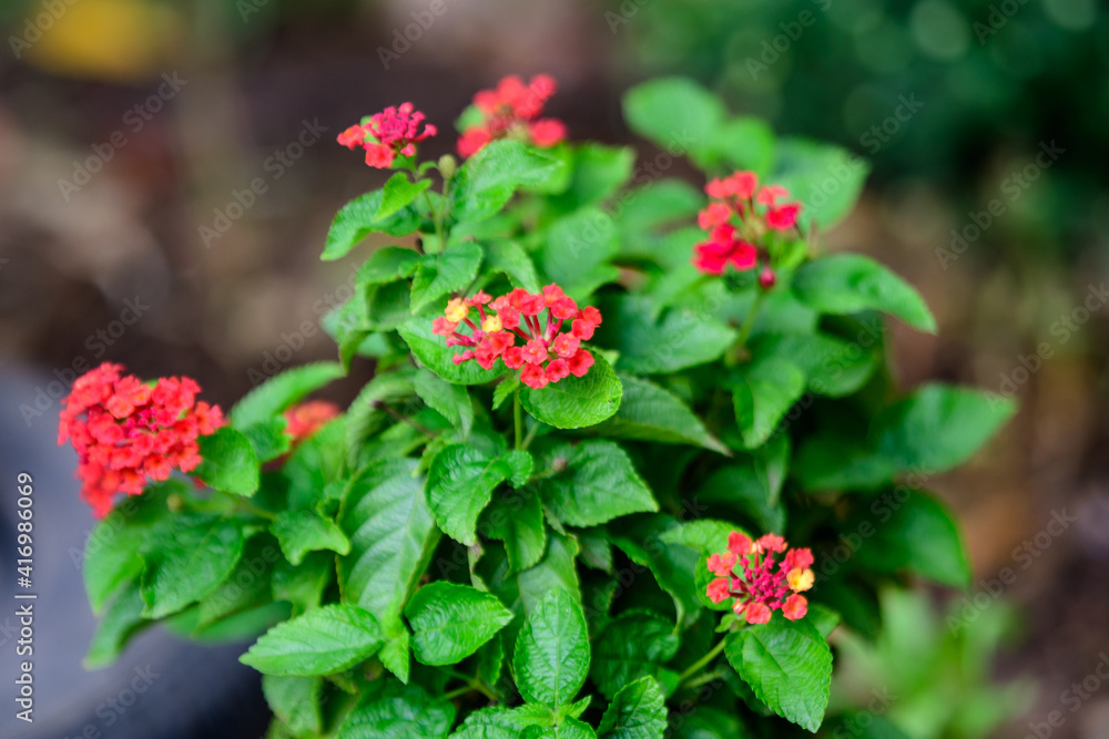 Two vivid pink red flowers of verbenas or lantanas plant, in a garden pot, in a sunny summer day beautiful outdoor floral background photographed with soft focus.