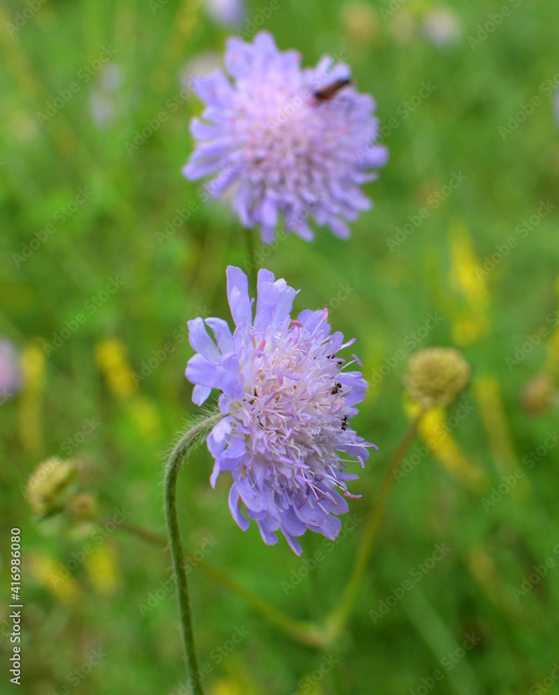 In nature, Knautia arvensis grows among grasses In nature, Knautia arvensis grows among grasses