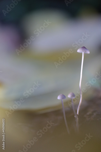 Trois champignons sur tige © Roger
