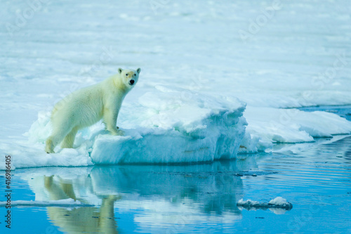 Polar bears in the arctic  Svalbard. 