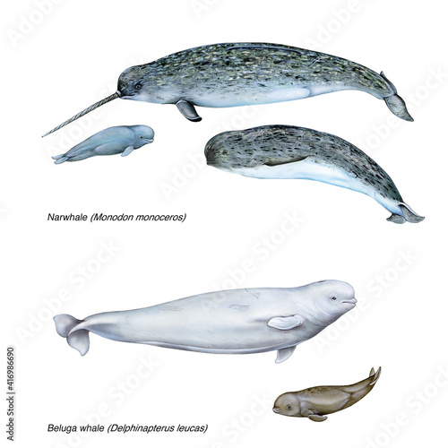 Photo realistic illustration of narwhale (Monodon monoceros) male, female and young