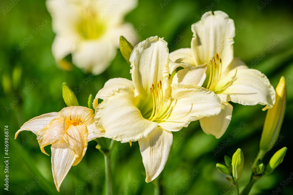 Ivory white Hemerocallis Arctic Snow plant, know as daylily, Lilium or Lily plant in a British cottage style garden in a sunny summer day, beautiful outdoor background photographed with soft focus. Ivory white Hemerocallis Arctic Snow plant, know as daylily, Lilium or Lily plant in a British cottage style garden in a sunny summer day, beautiful outdoor background photographed with soft focus.