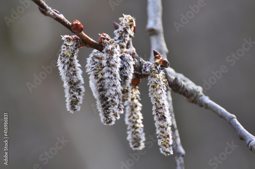 In spring, aspen blooms in nature (Populus tremula, Populus pseudotremula) photo