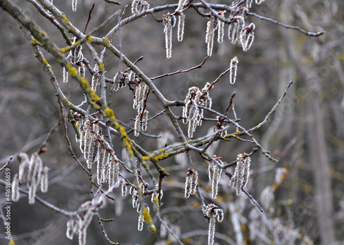 In spring, aspen blooms in nature (Populus tremula, Populus pseudotremula) photo