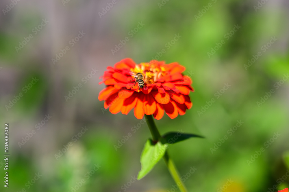 Close up of one beautiful large red zinnia flower in full bloom on blurred green background, photographed with soft focus in a garden in a sunny summer day. Close up of one beautiful large red zinnia flower in full bloom on blurred green background, photographed with soft focus in a garden in a sunny summer day.