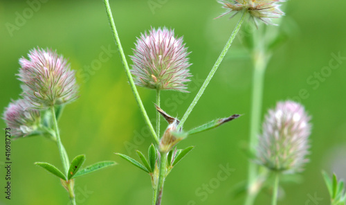 In the meadow among the grass grows trifolium arvense
