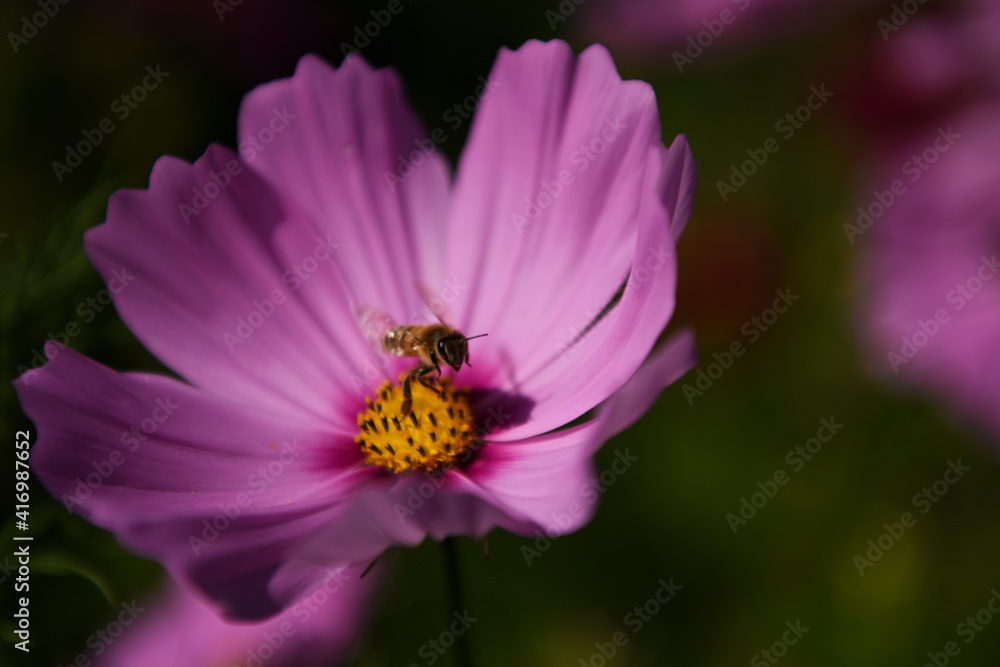 Fototapeta premium fiore con ape macro miele dolce 