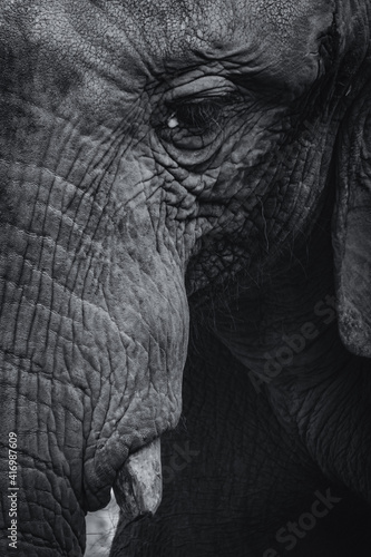 Retrato cercano de un elefante en blanco y negro