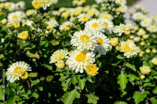 Many vivid yellow and white Chrysanthemum x morifolium flowers and small green blooms in a garden in a sunny autumn day  beautiful colorful outdoor background photographed with soft focus.