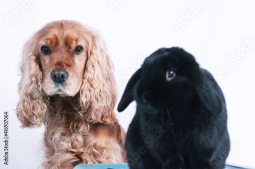 Fototapeta Naklejka Na Ścianę i Meble -  Hund mit Kaninchen, Portrait