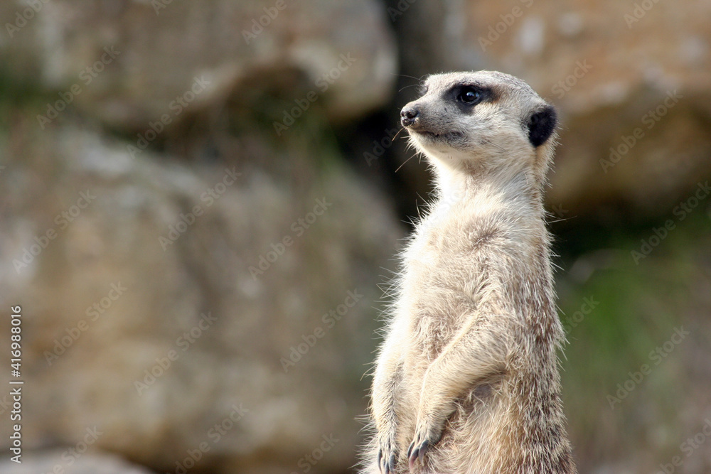 Fototapeta premium Erdmännchen, Portrait