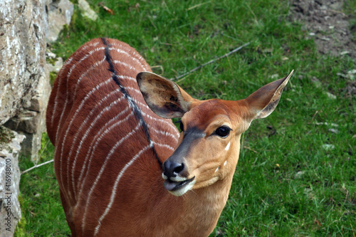 Antilope, Tiefland-Nyala