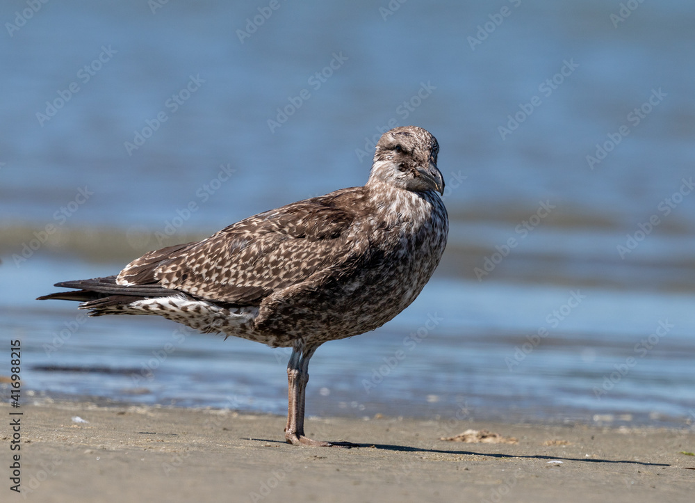 Southern black-backed gull - Larus dominicanus Southern black-backed gull - Larus dominicanus