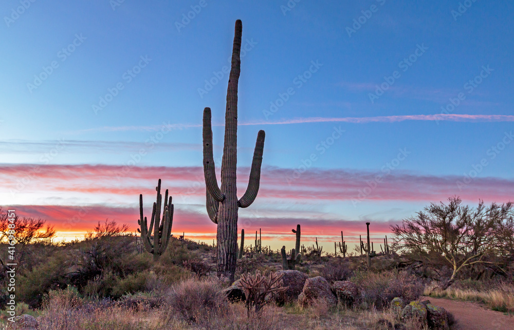 Saguaro Cactus At Dawn in Arizona Desert Saguaro Cactus At Dawn in Arizona Desert