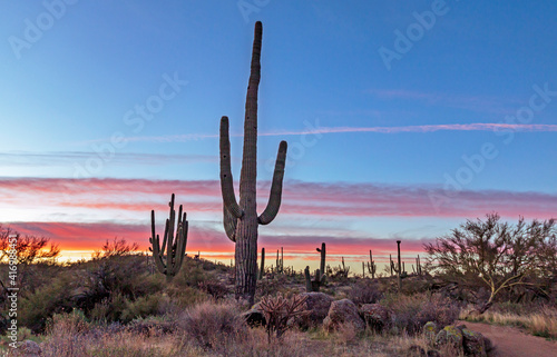 Saguaro Cactus At Dawn in Arizona Desert
