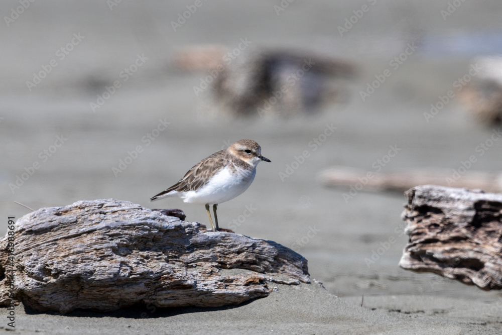 Double-banded Dotterel - Charadrius bicinctus Double-banded Dotterel - Charadrius bicinctus