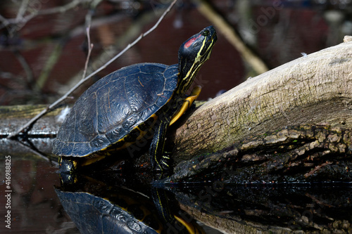 Rotwangen-Schmuckschildkröte // Red-eared slider (Trachemys scripta elegans) photo