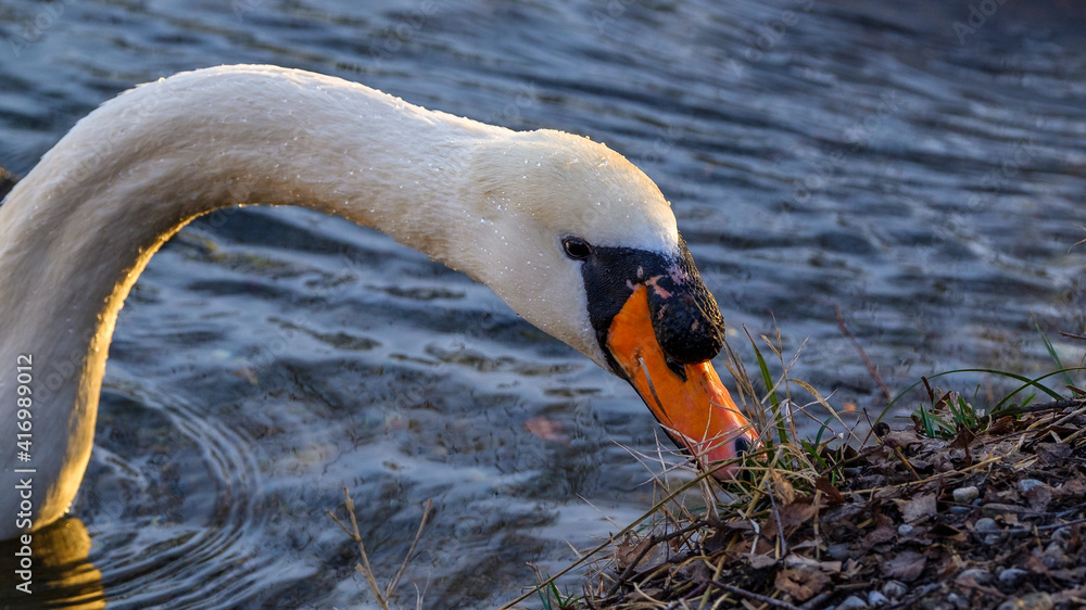 Fototapeta premium Höckerschwan bei der Futtersuche am Ufer