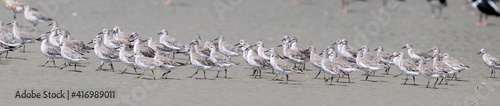 Lesser or Red Knot - Calidris canutus photo