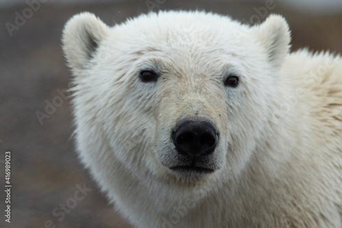 Polar Bear up close look