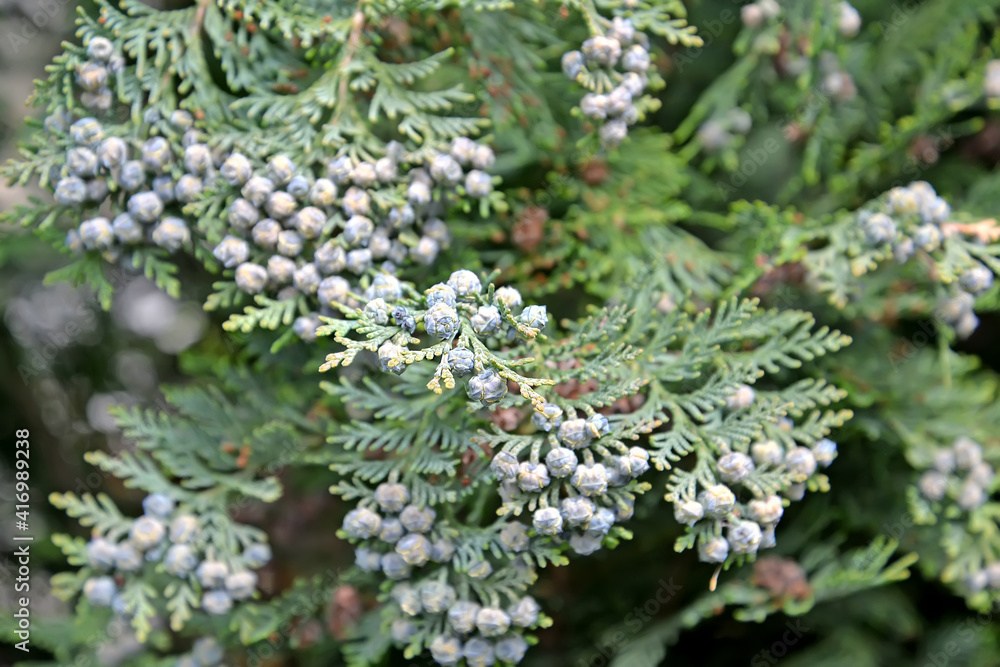 Cossack juniper (Juniperus sabina L.). Green fruit Cossack juniper (Juniperus sabina L.). Green fruit
