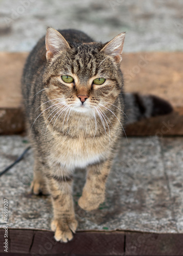 Portrait of a stray cat. Homeless cat on wooden bench in park.