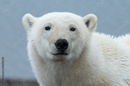 Canvas Print Polar Bear face