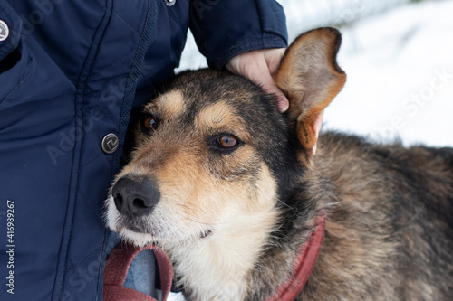 Portrait of senior dog in a shelter. Volunteer strokes a mongrel dog.