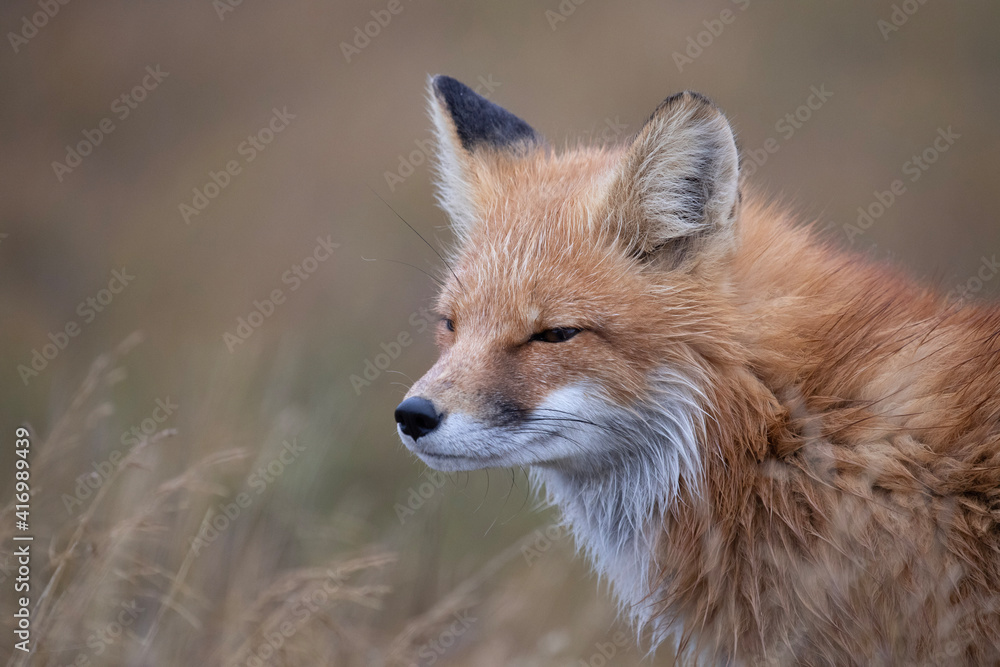 Fototapeta premium red fox vulpes