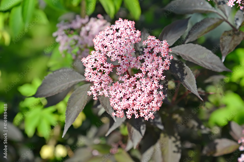 Pink inflorescence of black elderberry, variety Black Beauty Pink inflorescence of black elderberry, variety Black Beauty