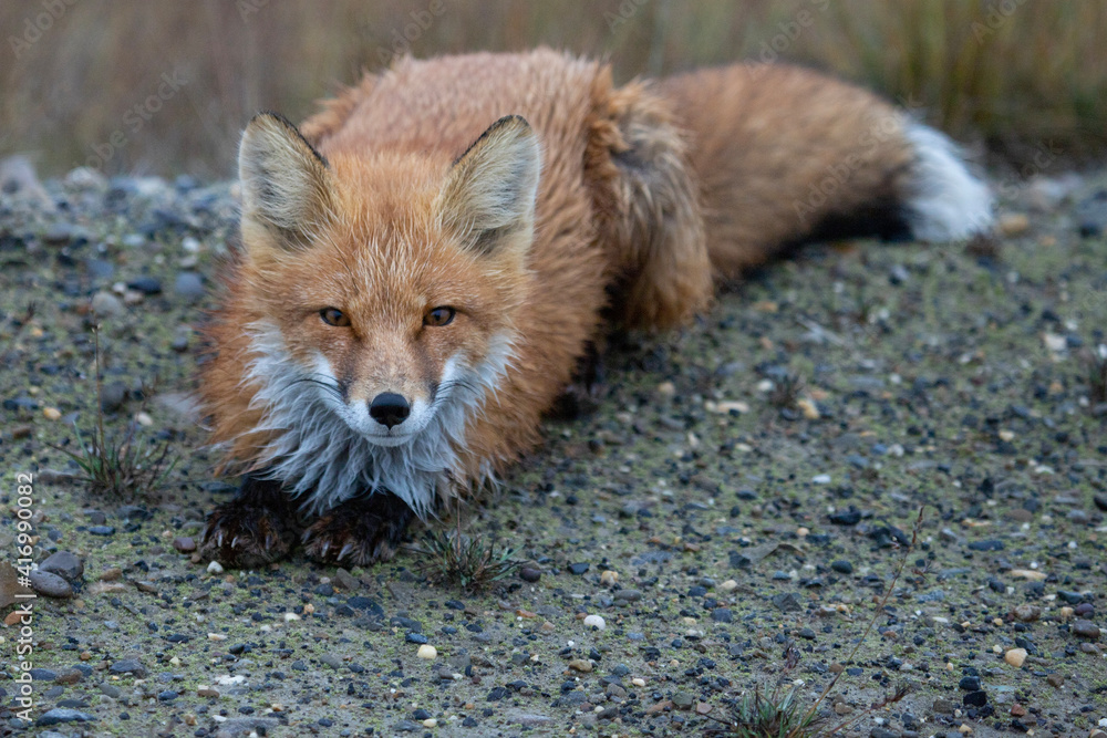 red fox vulpes red fox vulpes