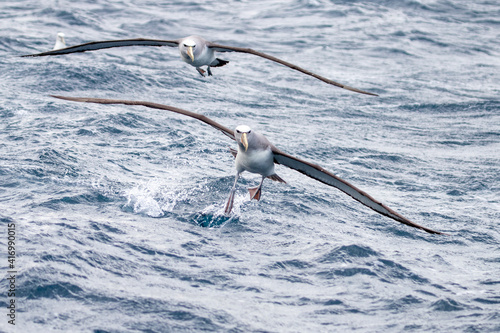 Salvin's Mollymawk Albatross in New Zealand photo