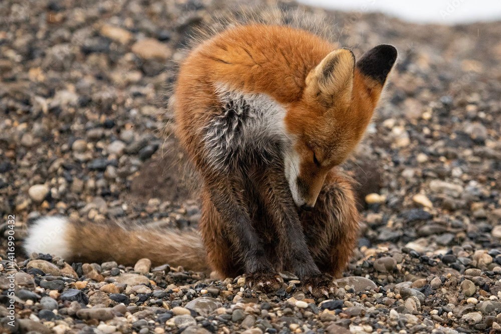 Fototapeta premium red fox cub