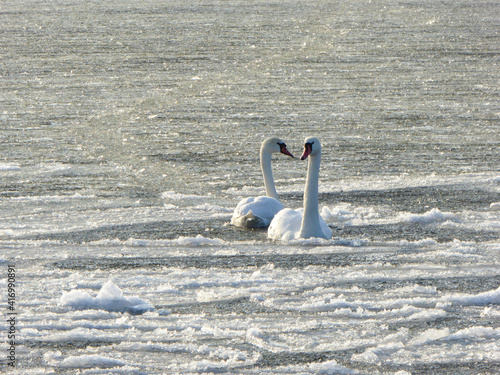 Schwäne auf dem Danziger Bodden im Winter photo