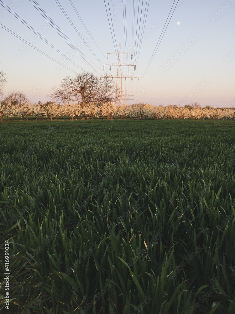 Fototapeta premium Landscape Wheat