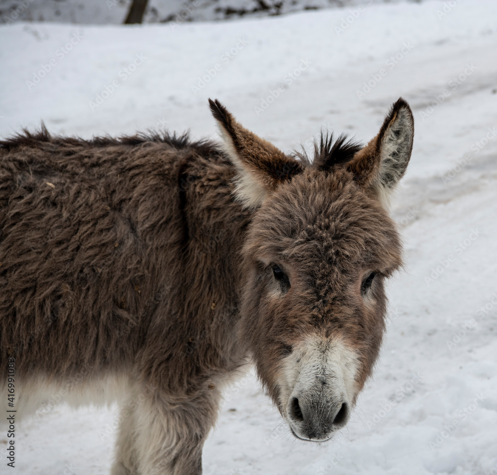 gray donkey cool up posing on snow background gray donkey cool up posing on snow background