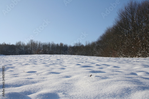 snow covered trees