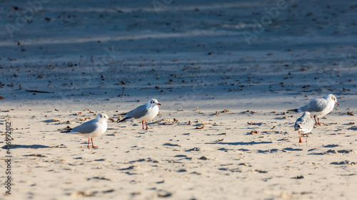 Seagull on the background of white sand