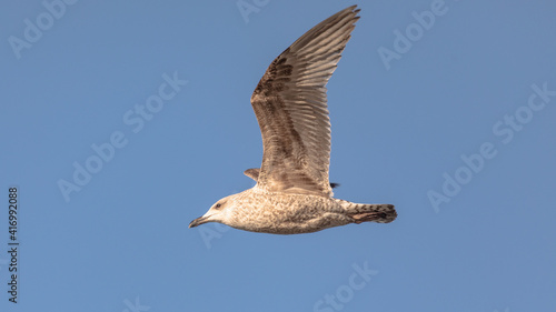 flying seagull against the background of the blue sky