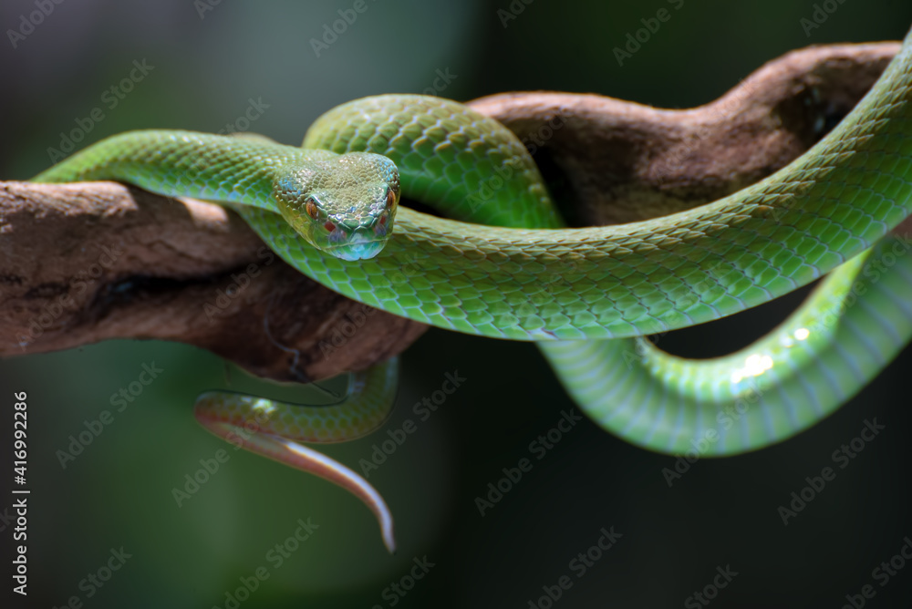 Obraz premium White-lipped island pit viper ( Trimesurus insularis ) on the tree branch