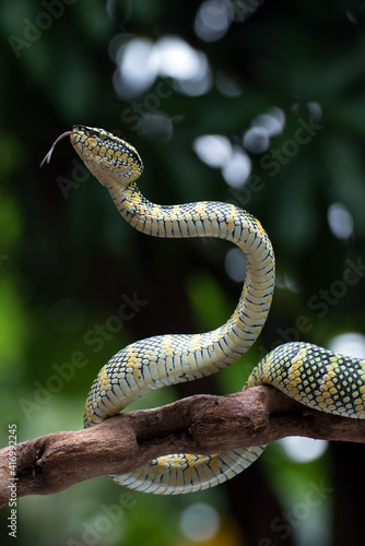 Wagler's pit viper on a tree branch