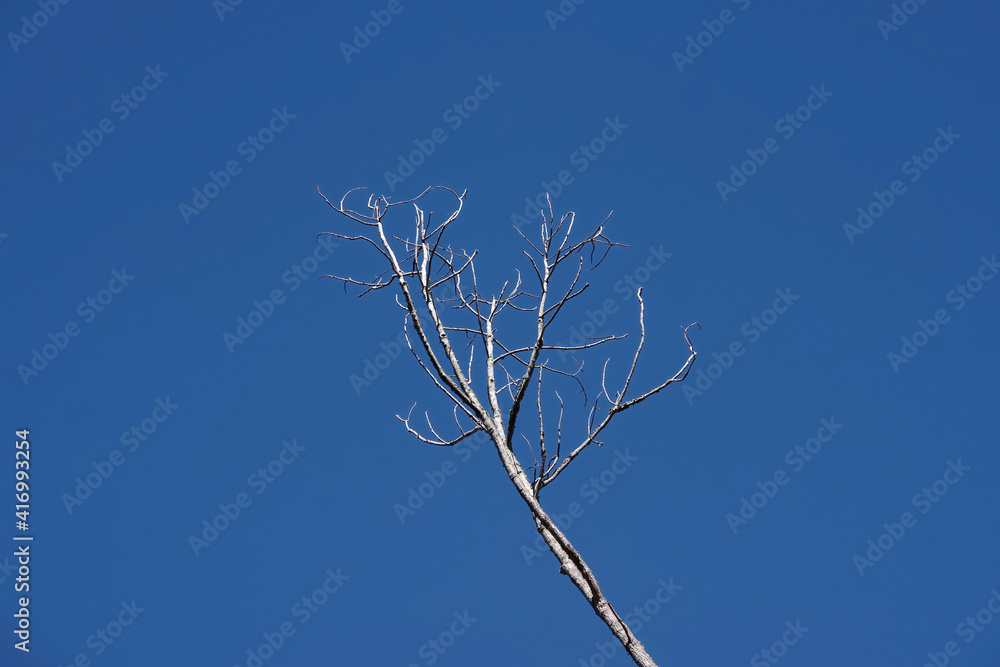 Close-up view of a single branch and bare twigs of a tree under bright blue sky in winter Close-up view of a single branch and bare twigs of a tree under bright blue sky in winter