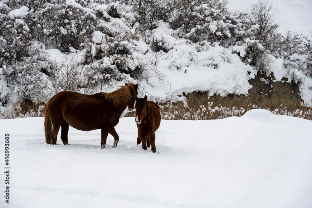 wild horses graze against the backdrop of the mountains of ancient ruined towers and the fallen snow wild horses graze against the backdrop of the mountains of ancient ruined towers and the fallen snow