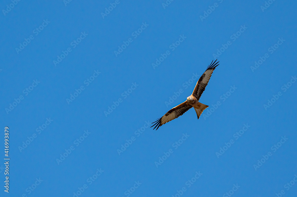 Red Kite, milvus milvus, in flight Red Kite, milvus milvus, in flight