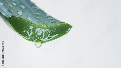 Aloe vera leaf close-up on white background. Aloe Vera juice drips from the leaf. Water droplets on plant. Concept for natural cosmetics for skin care. Getting an extract from leaves of aloe vera.