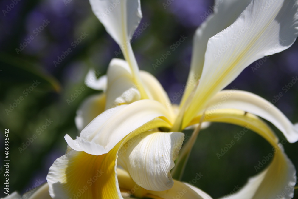 Obraz premium blue iris flower