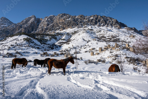 wild horses graze against the backdrop of the mountains of ancient ruined towers and the fallen snow  © константин константи