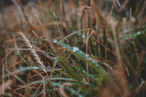water drops on the grass
