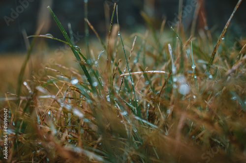 grass and water