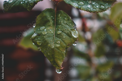 water drops on a leaf